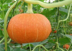 The experiment of Electrolyzed water on pumpkin